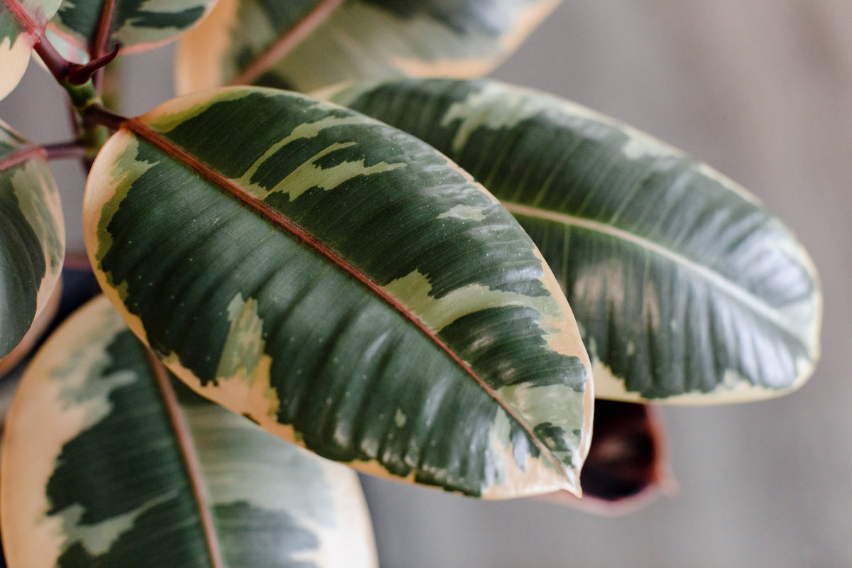 A close up of a healthy pot plant. 